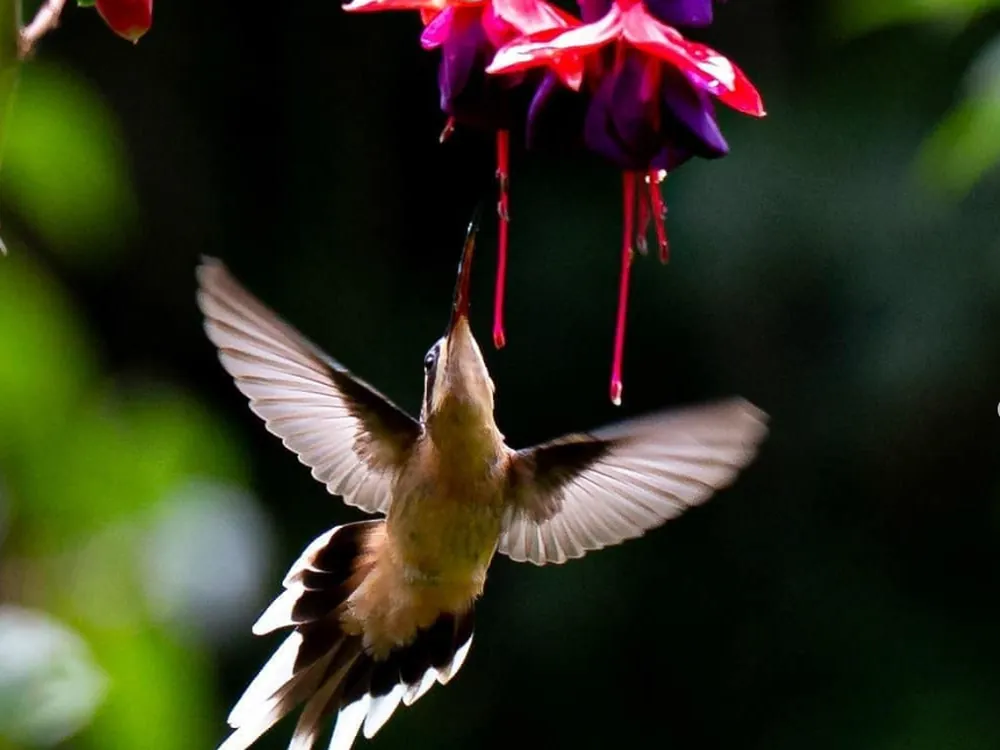 Beija-flor se alimentando de uma fúcsia