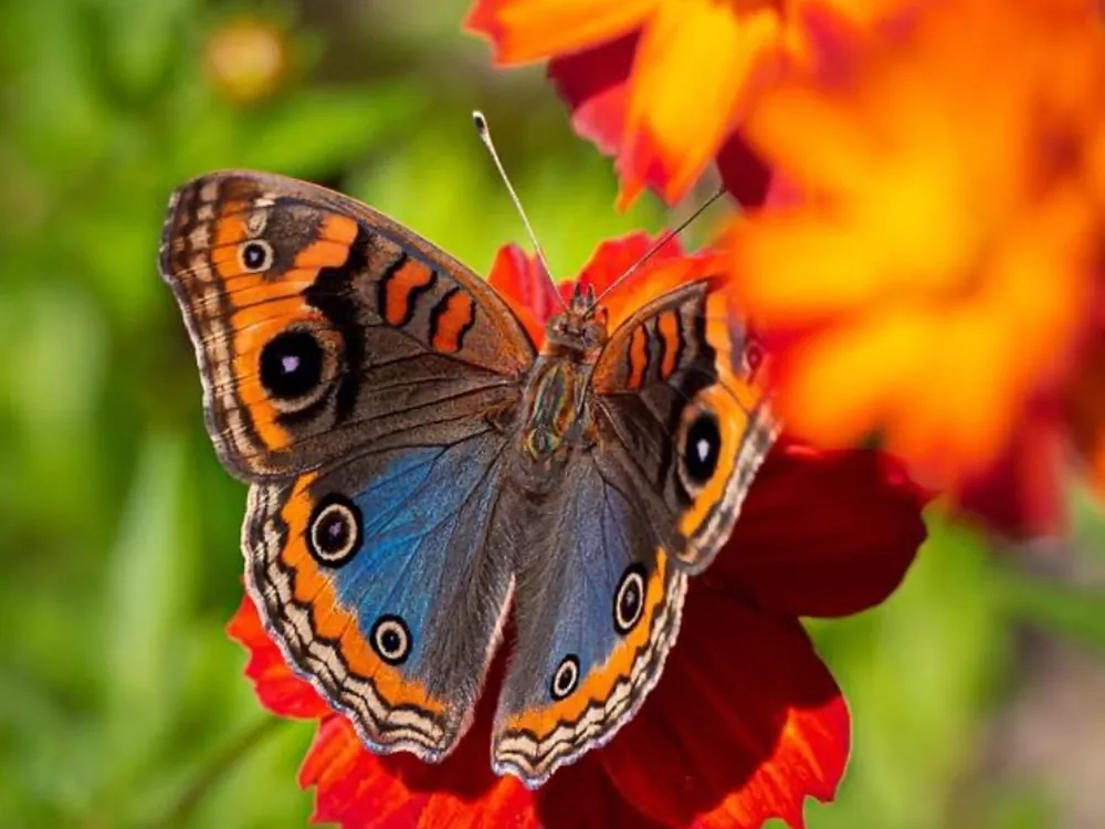 Borboleta pousada em flores alaranjadas no sítio